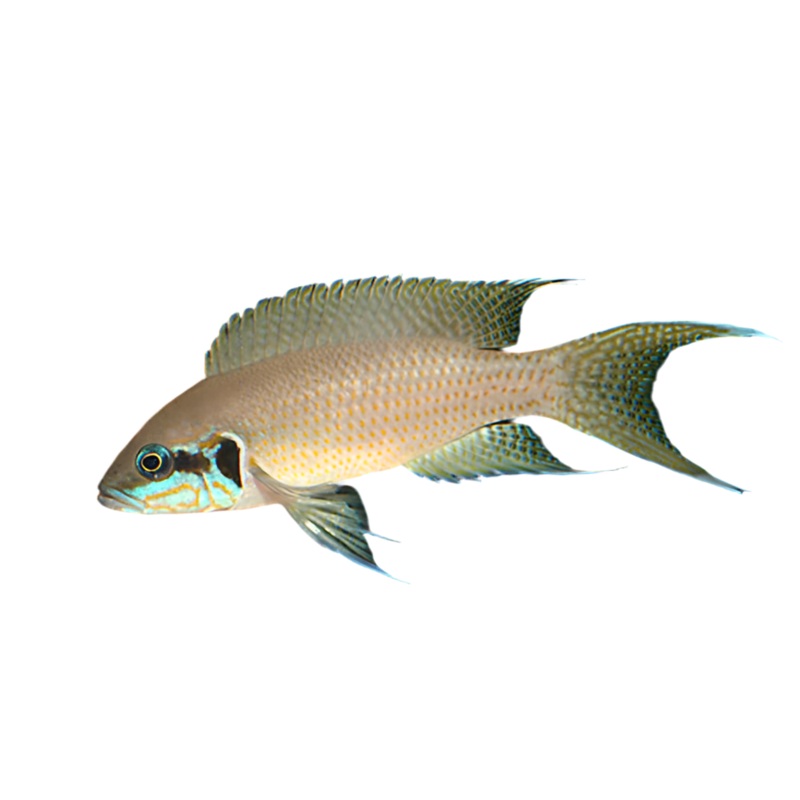 Brichardi cichlid