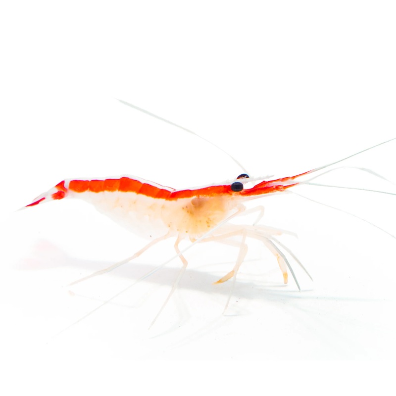 Cleaner Shrimp (Lysmata amboinensis) sm
