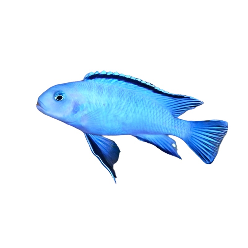 Colbalt Blue Zebra Cichlid 3 "- 2 lot