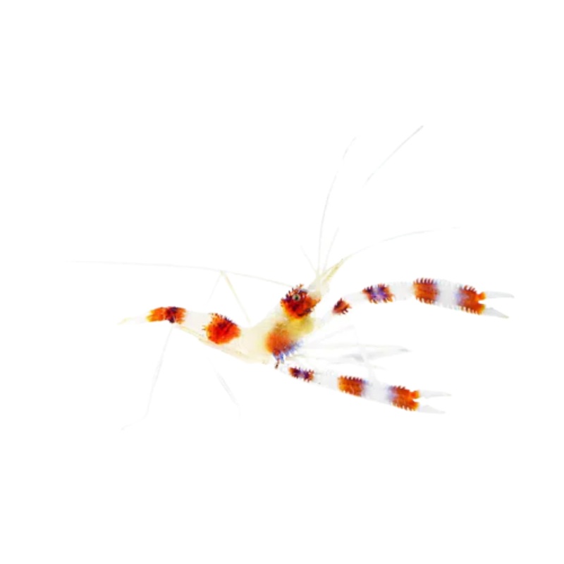 Coral Banded Shrimp (Stenopus hispidus)