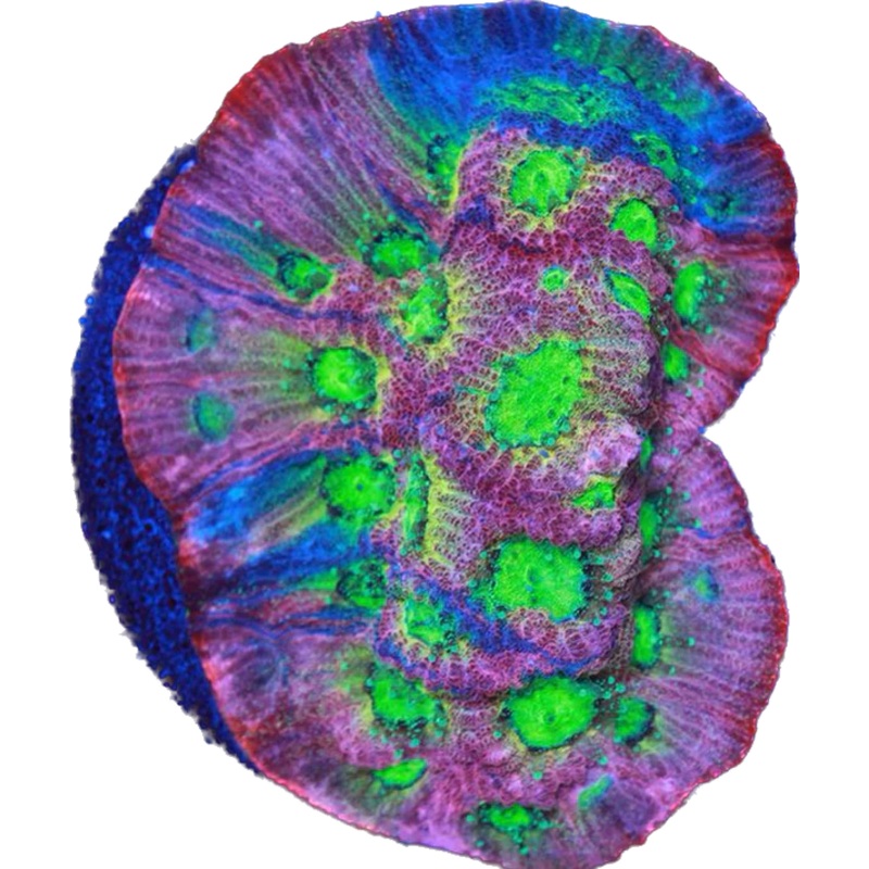 Dayglow Grafted Favia Frag