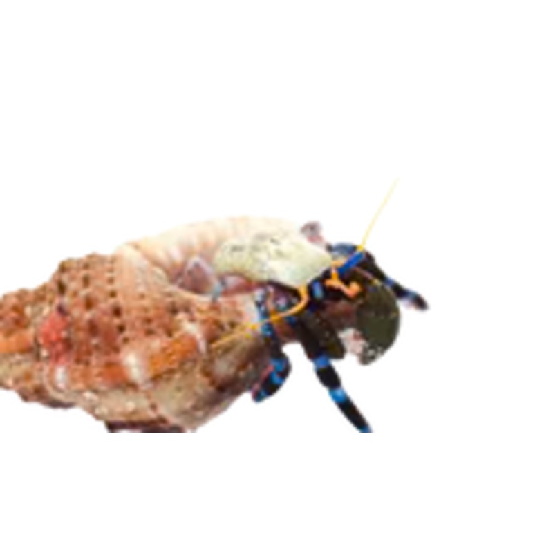 Electric Blue Knuckle Hermit Crab (Calcinus elegans)