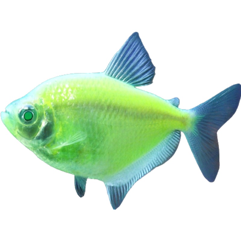 Electric Green glofish