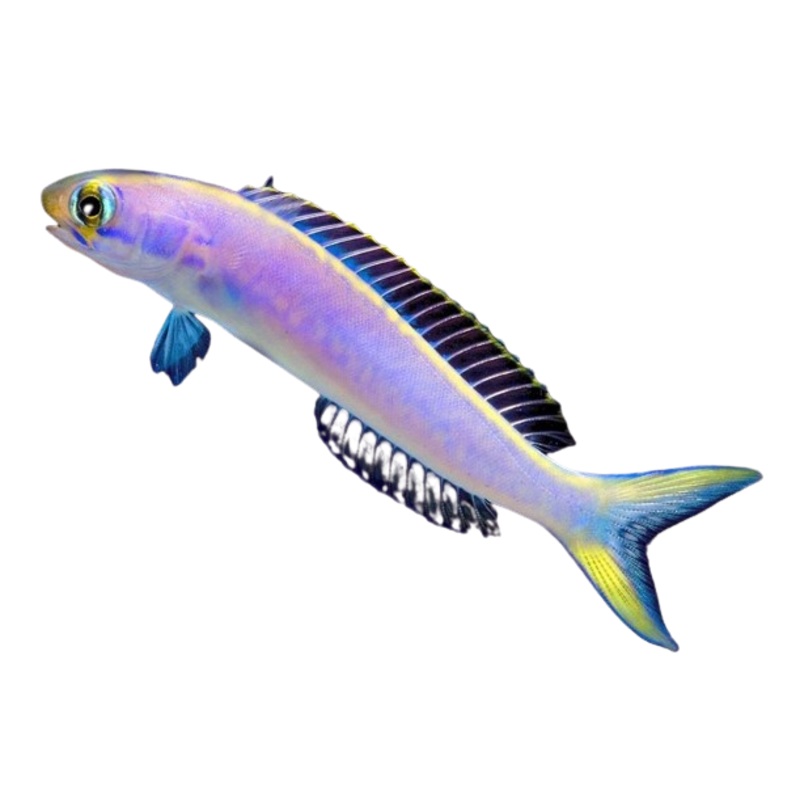 Flashing Tile Fish M