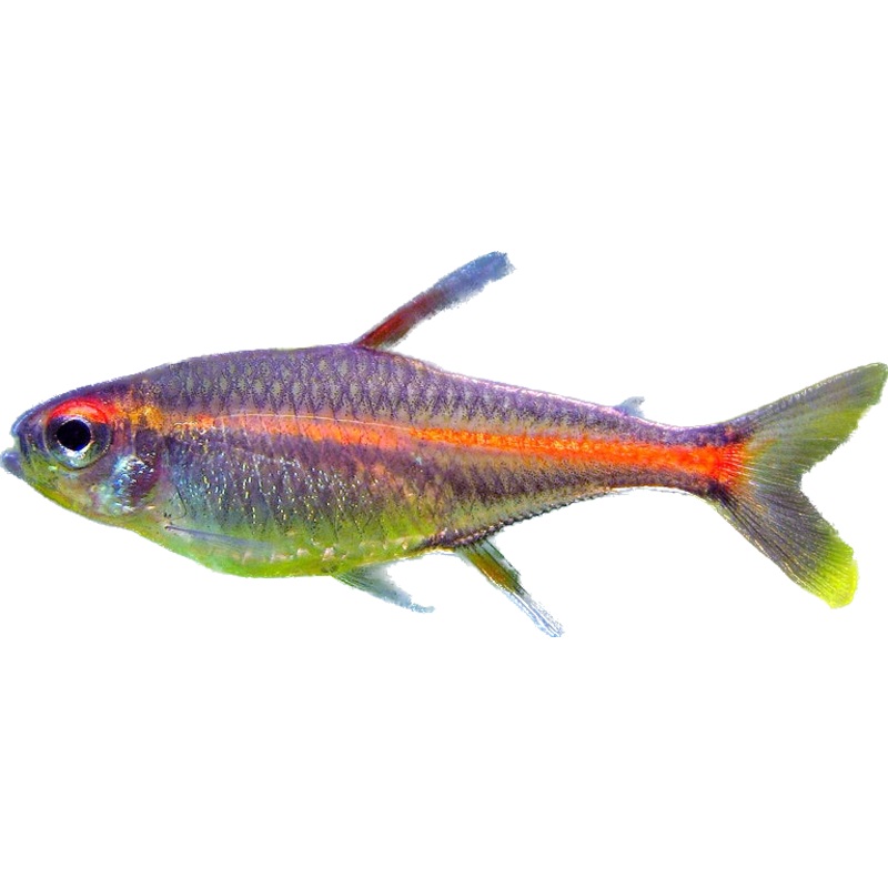 Glowlight Tetra