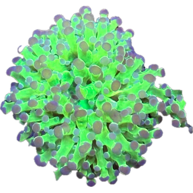 Green Frogspawn (per head)