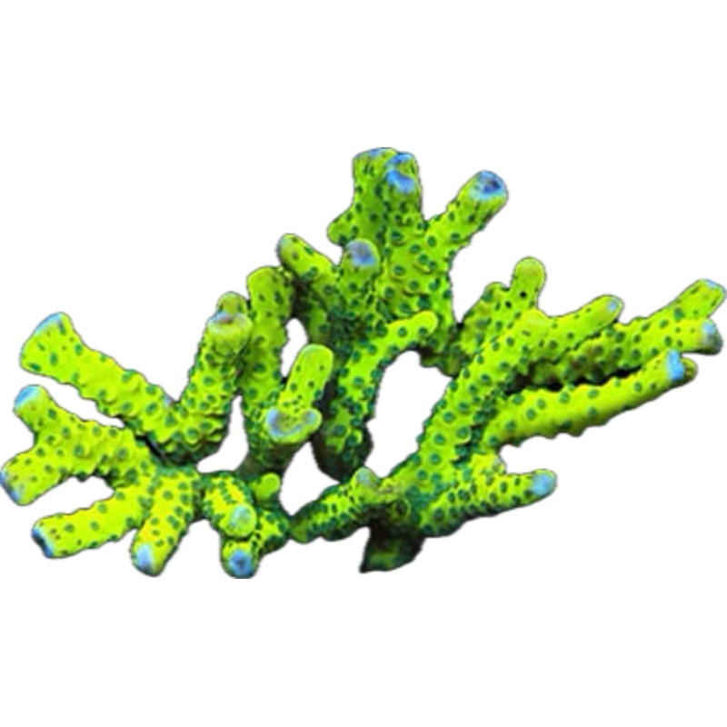 Green Goblin Anacropora