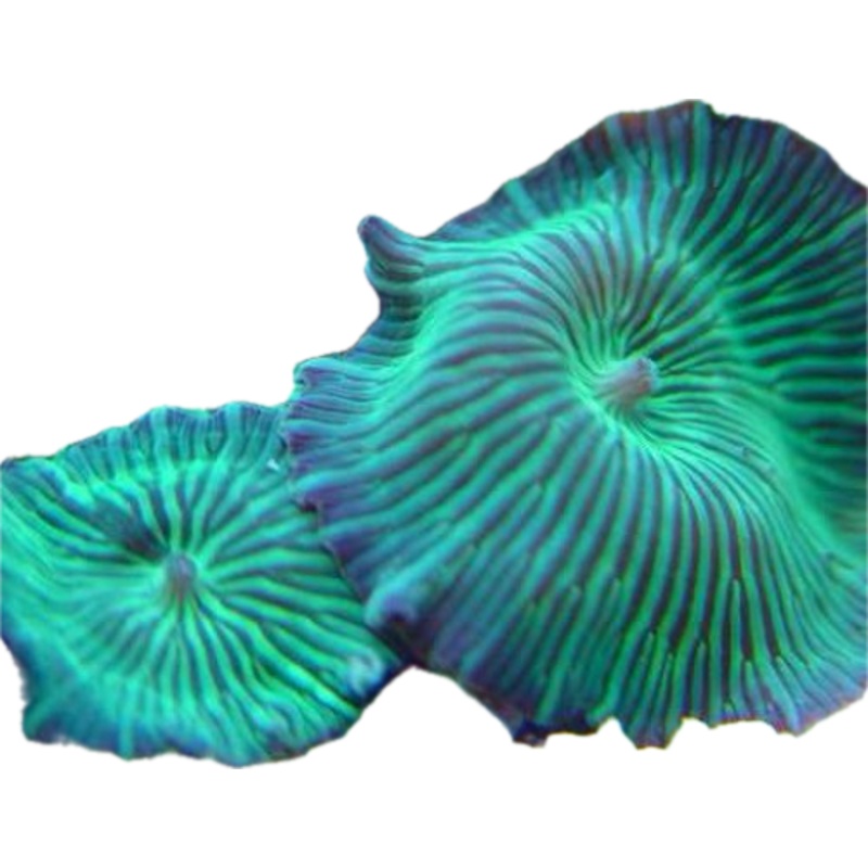 Green striped mushroom frag