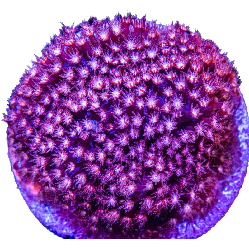 JF Pink Polyp Stylocoeniella Frag