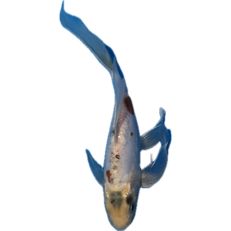 Koi WYSIWYG 10