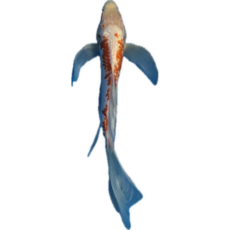 Koi WYSIWYG 11
