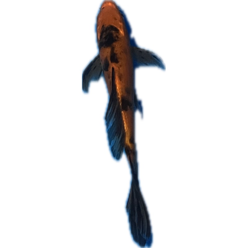Koi WYSIWYG 7