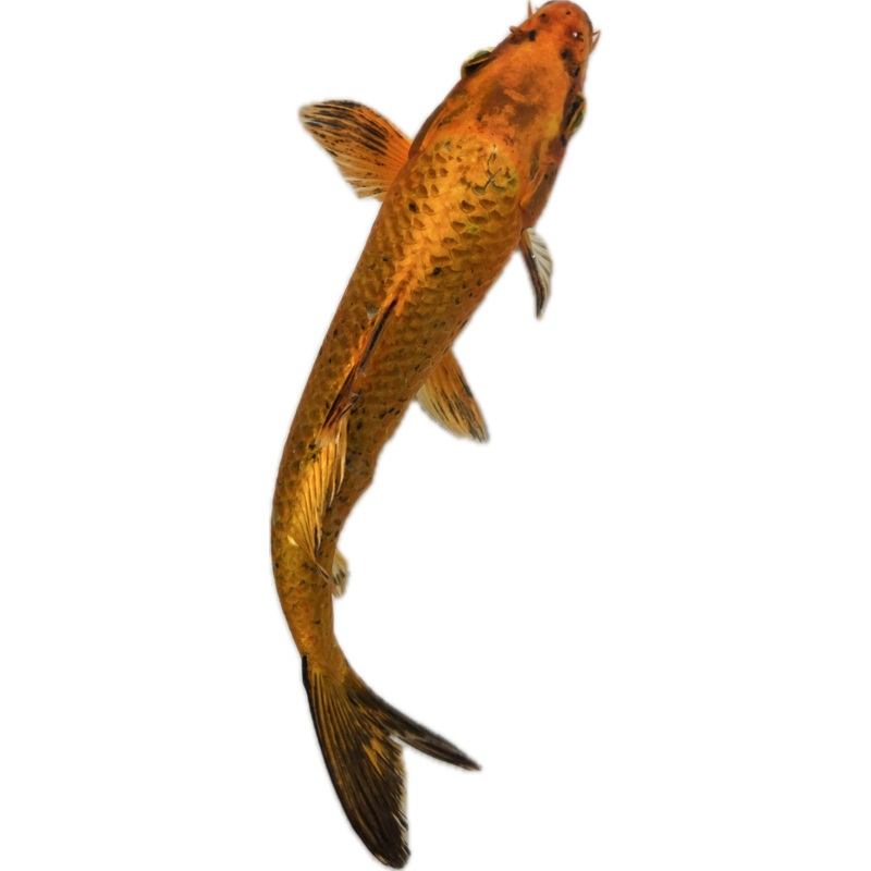 Koi WYSIWYG 9