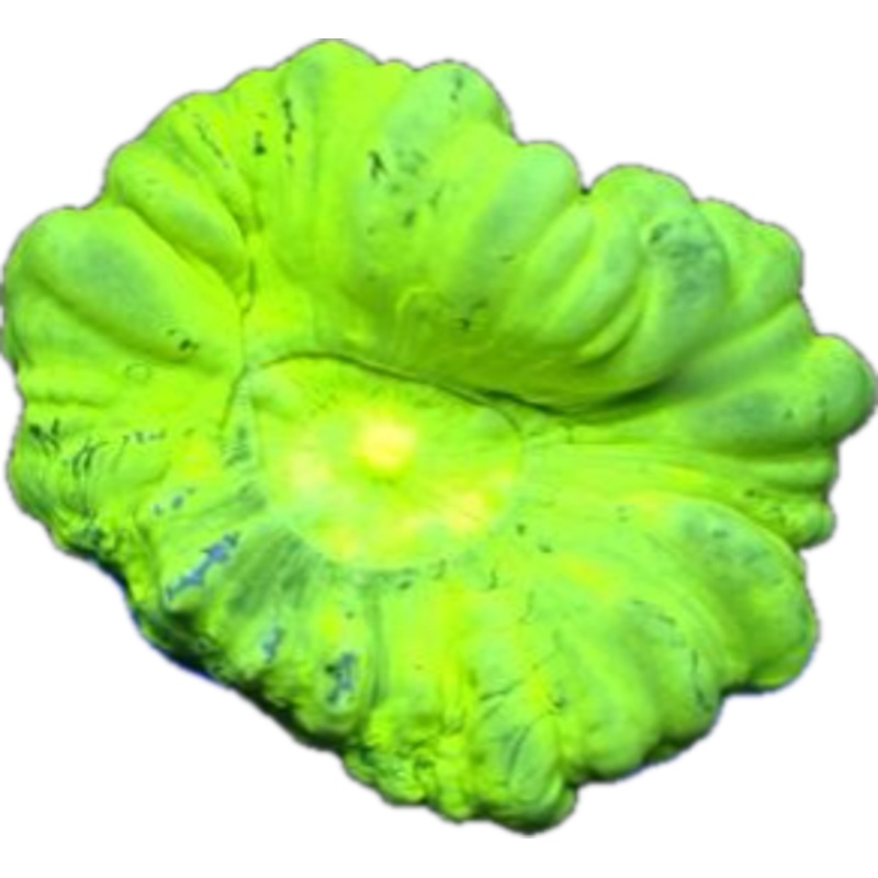 Kryptonite Trumpet Coral Frag (per head)