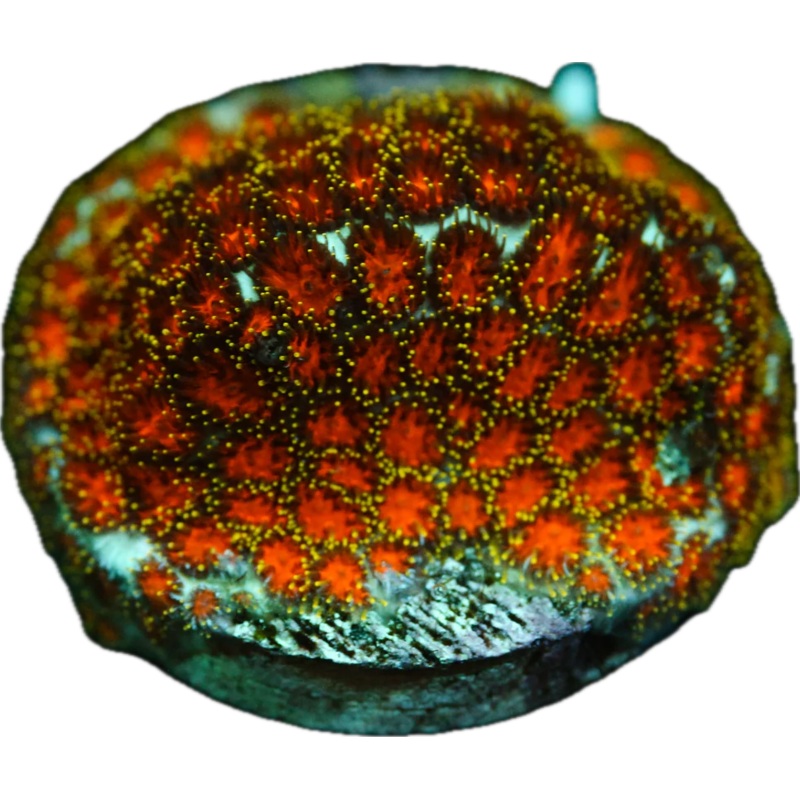 Lightning Tip Leptastrea Frag