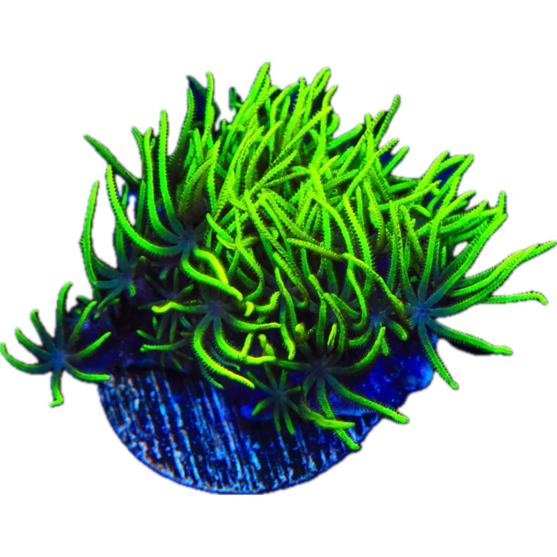 Neon Green Star Polyps frag