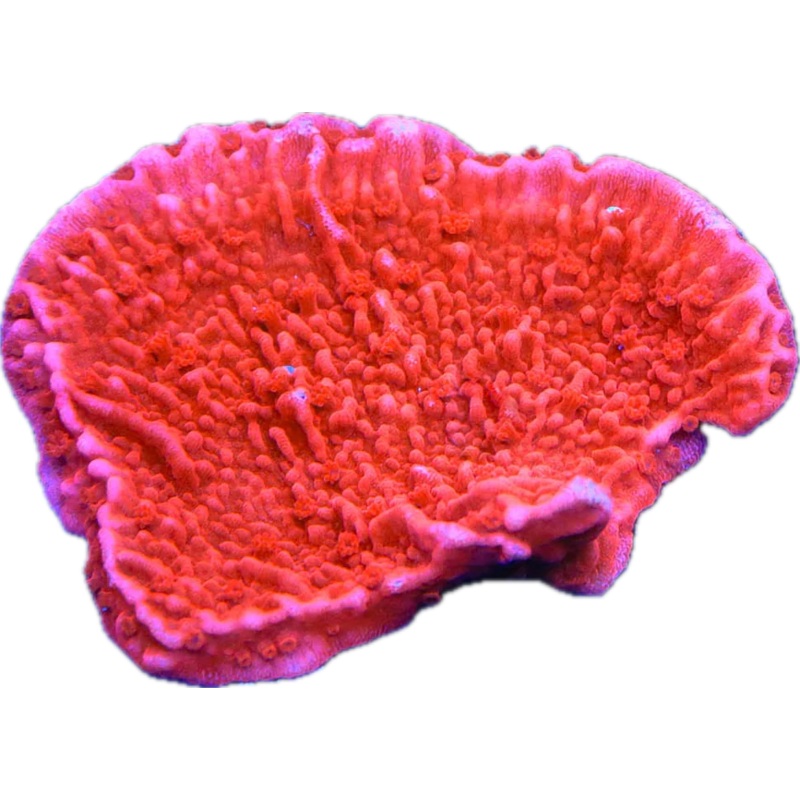 Red Montipora Cap frag