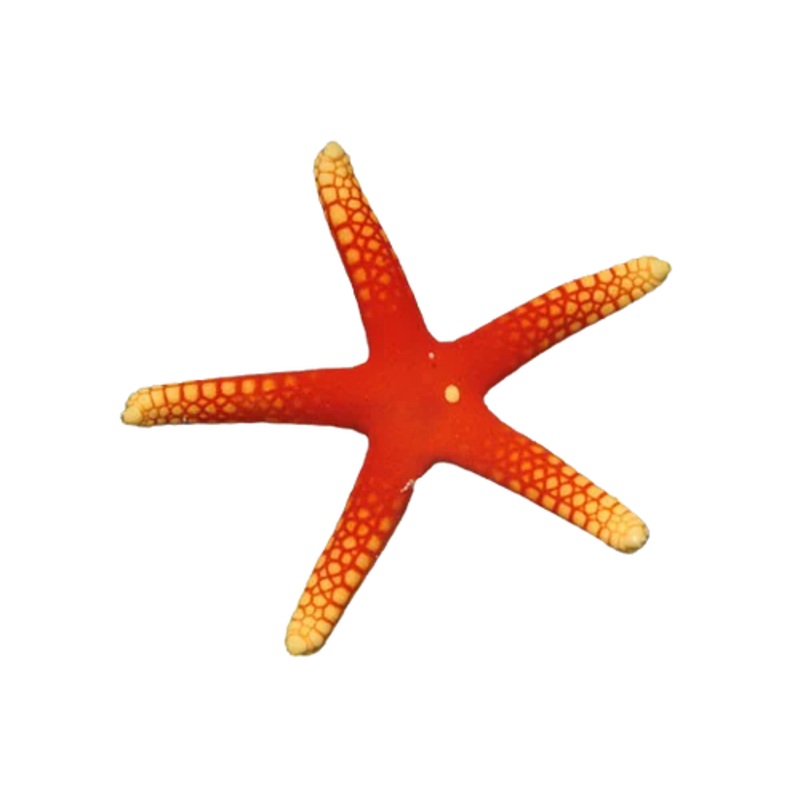 Red with yellow tips (Fromia pacifica) Starfish