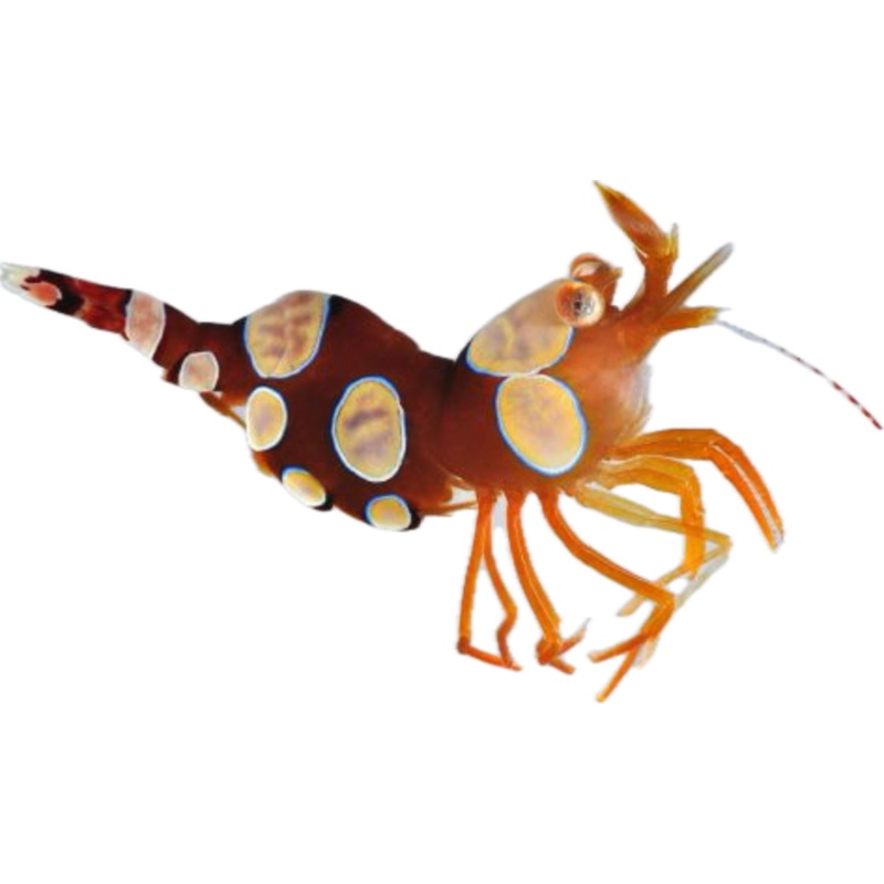 Sexy Shrimp (Thor amboinensis)