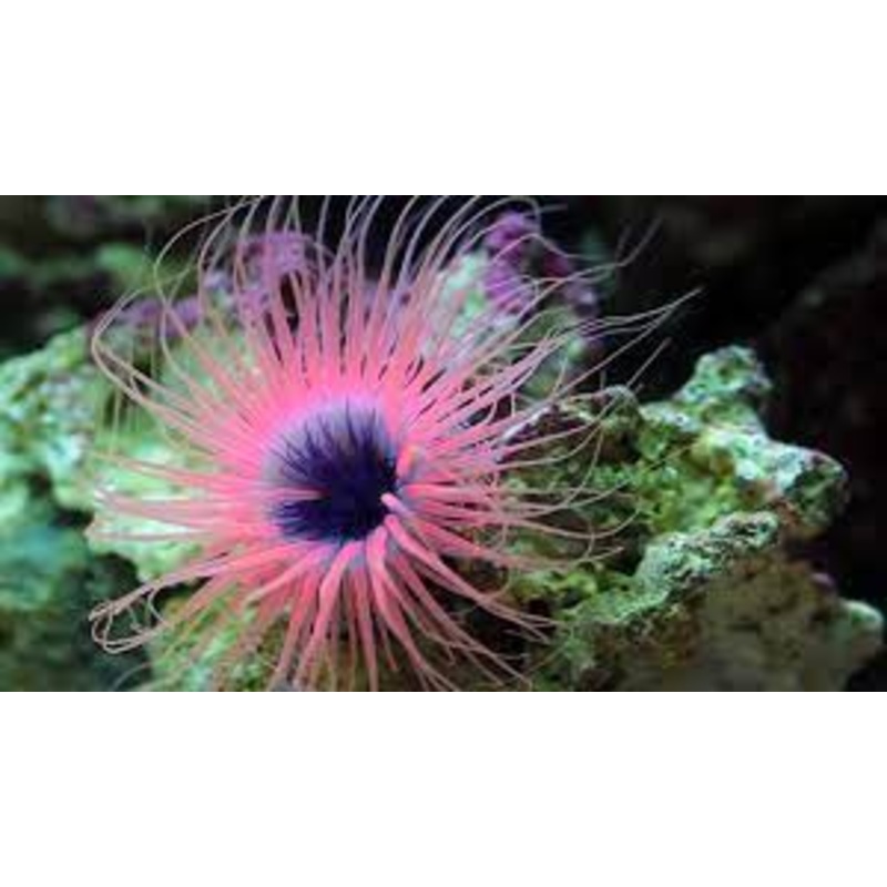 Tube Anemone - Pink & Dark Centre