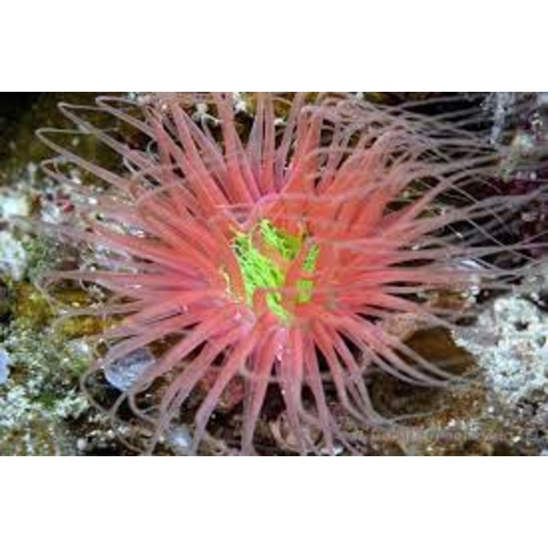 Tube Anemone - Pink & Neon Green Centre
