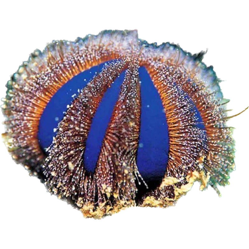 Tuxedo Urchin