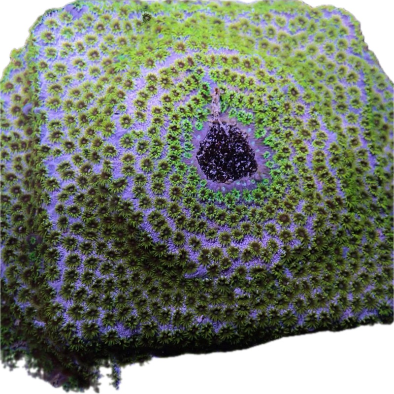 Tyree Minefield Cyphastrea Frag