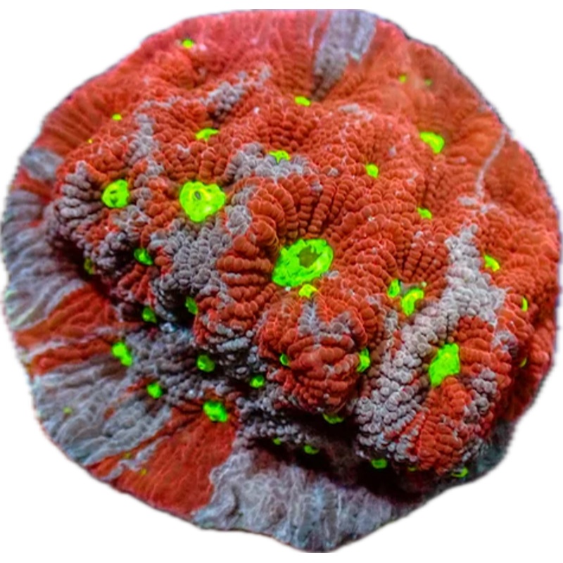 War Coral - Red and Purple frag