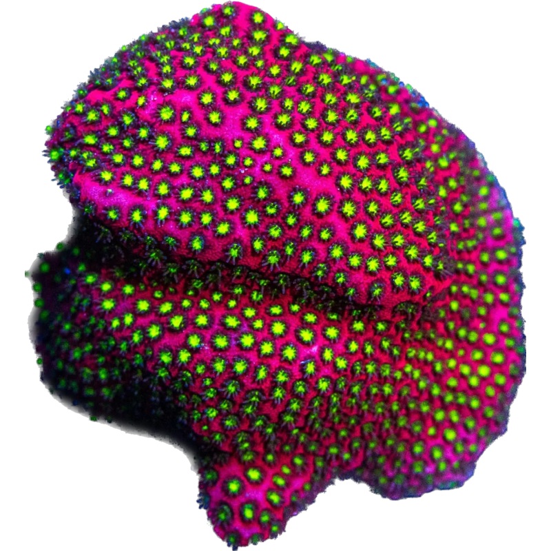 WWC Electric Daisy Stylo
