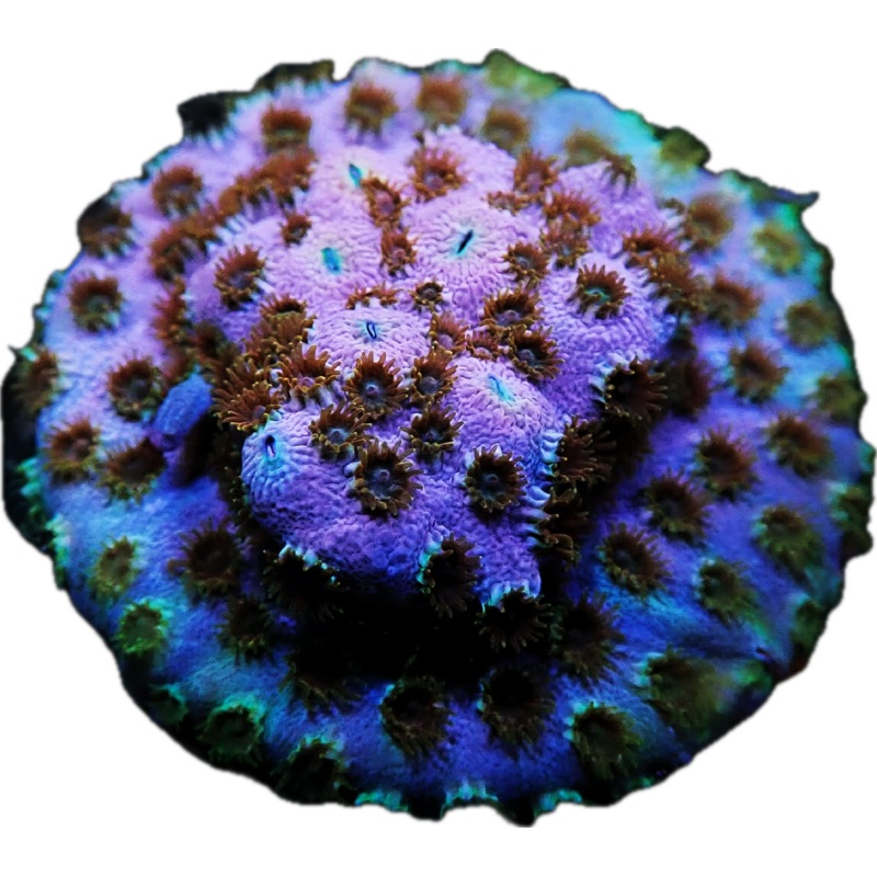 WWC Skittle Bomb Cyphastrea Frag
