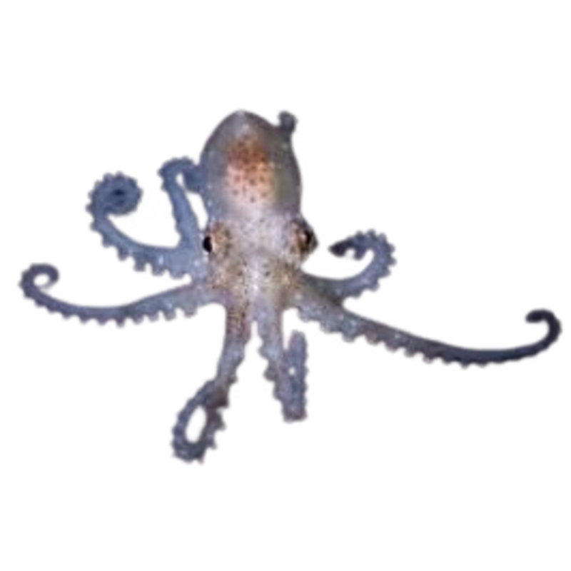 Atlantic Pygmy Octopus (Special Order)
