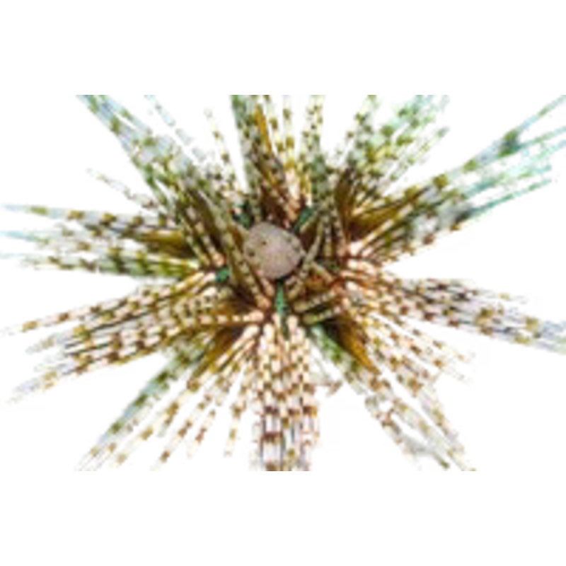 Banded Long Spine Urchin