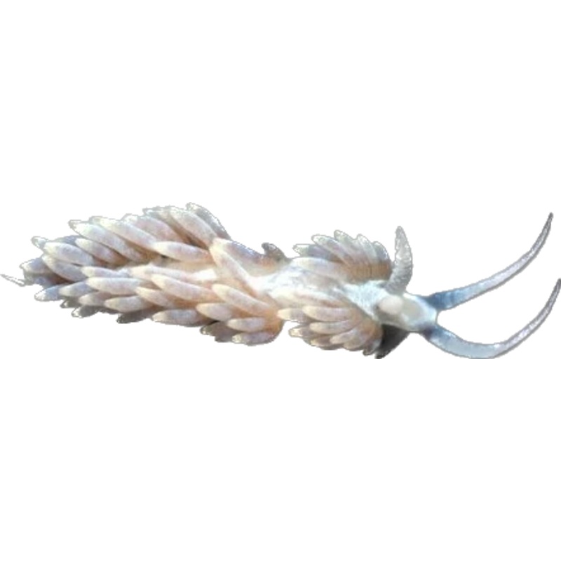 Berghia Nudibranch