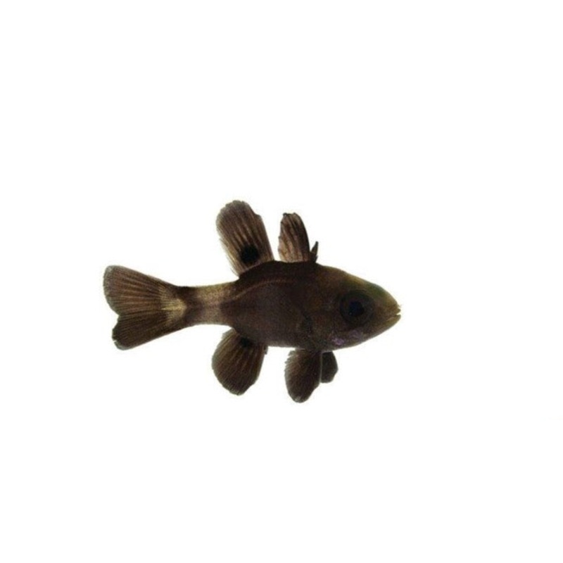 Black Cardinal Fish (arrived Feb 8)