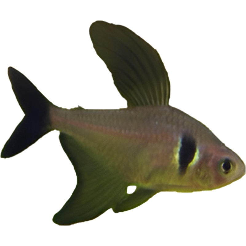 Black Phantom Tetra