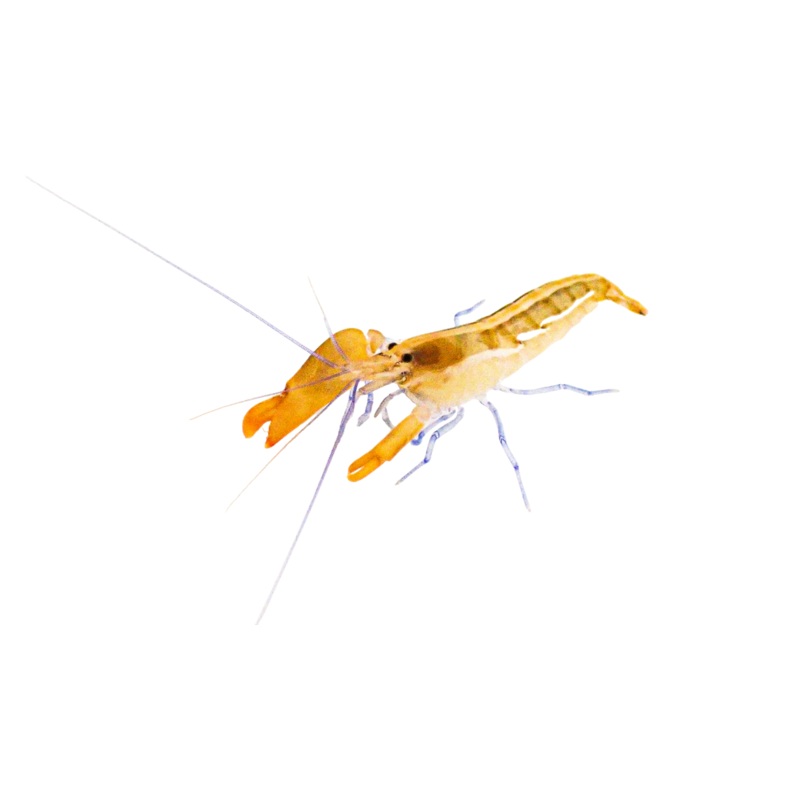 Blue Leg Pistol Shrimp