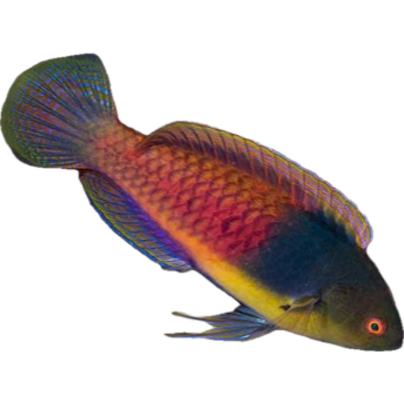 Blue Sided Fairy Wrasse ( Arrived Feb 1)