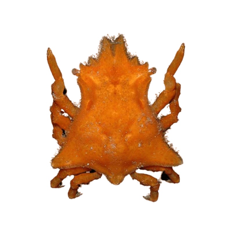 Colored Sponge Decorator Crab md