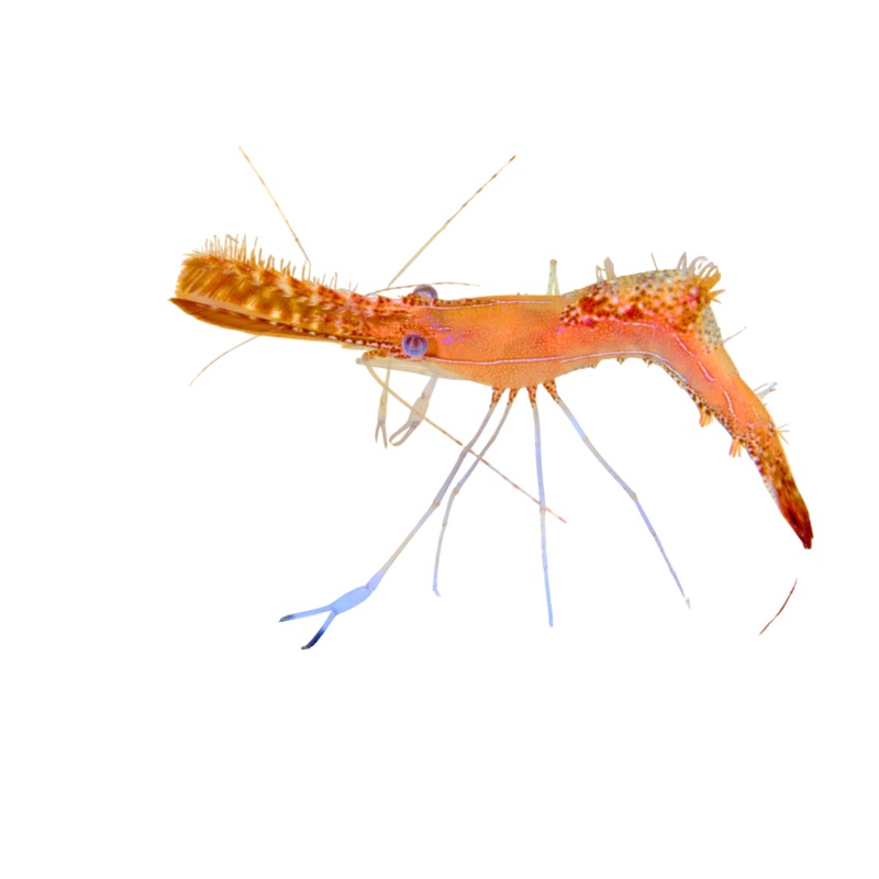 Donald Duck Shrimp
