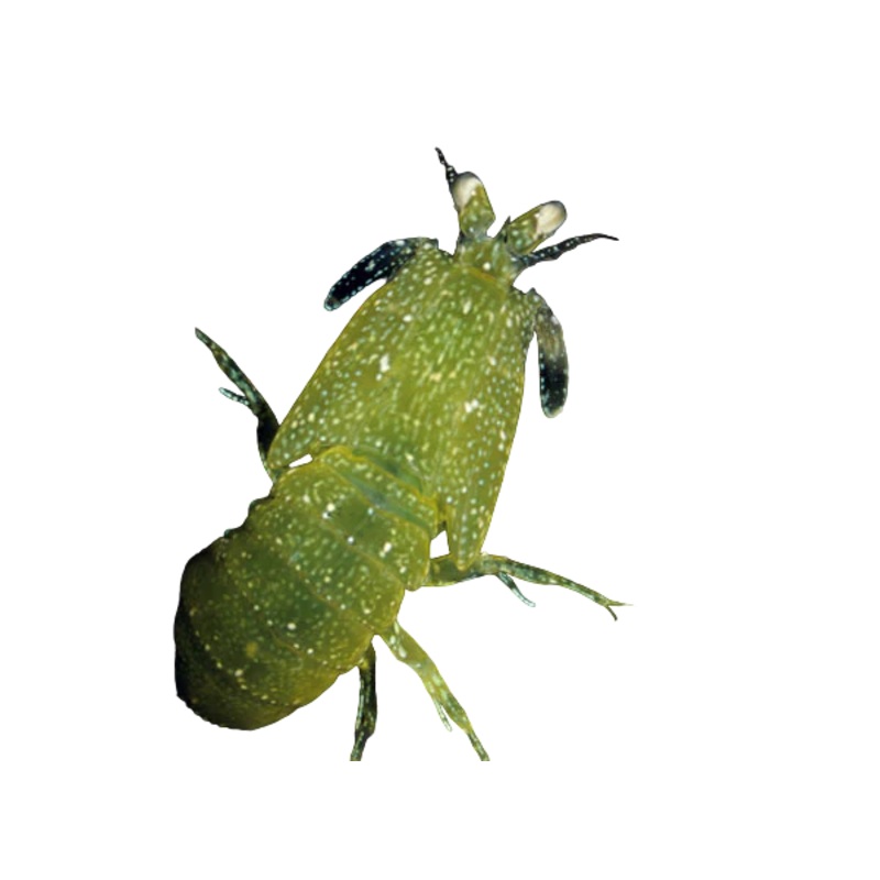 Dwarf Green Mantis Shrimp (Special Order)
