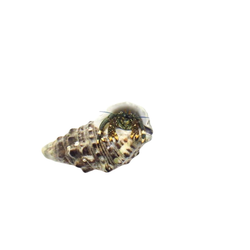 Dwarf Yellow Tip Hermit Crab
