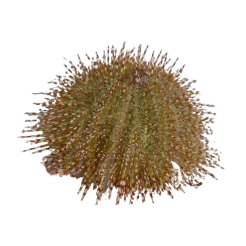 Green Urchin