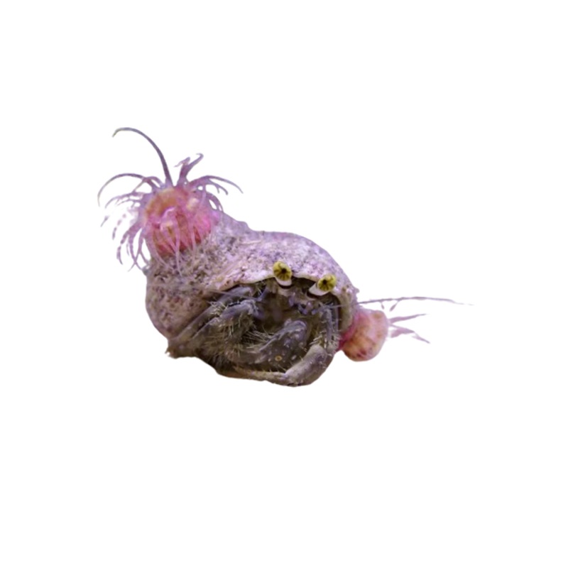 Hermit Crab With Anemone on its back