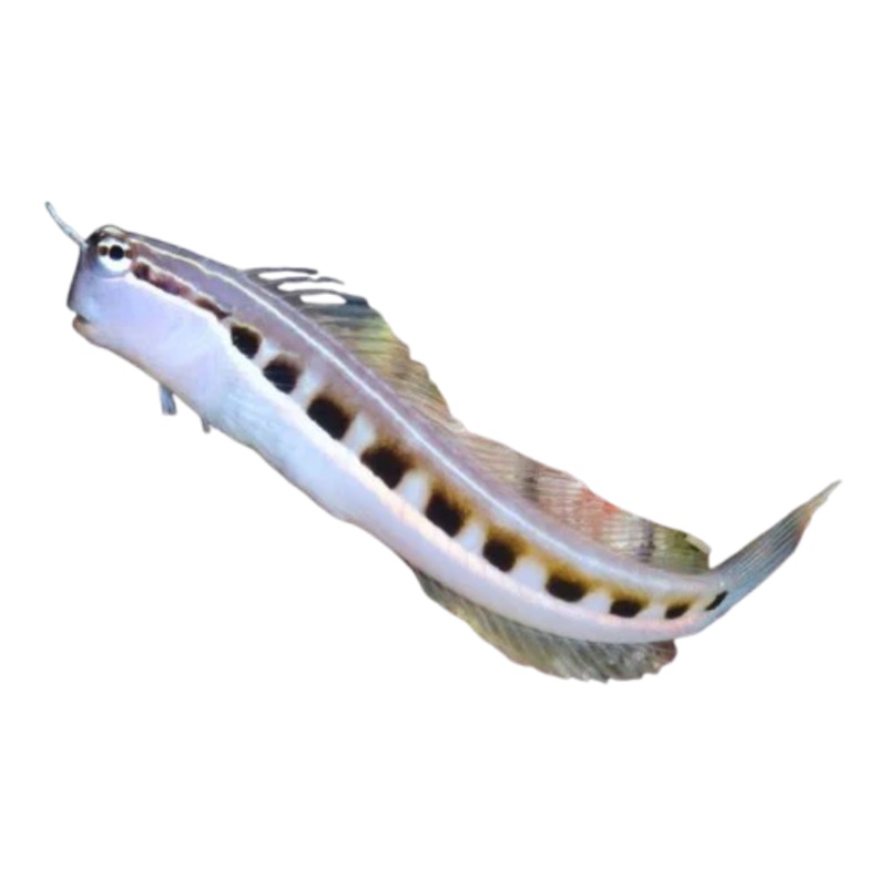 Linear Blenny (arrived Feb 08 )