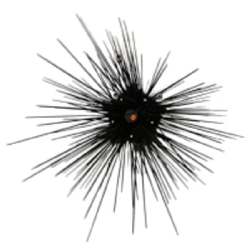 Long Spine Urchin LG