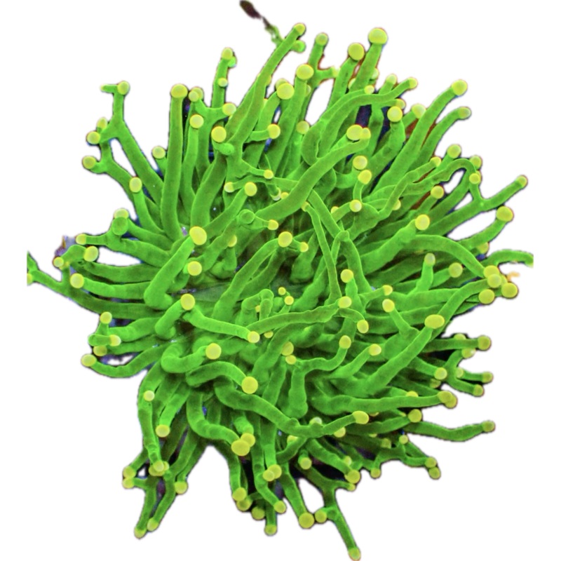 Orange tip green Torch