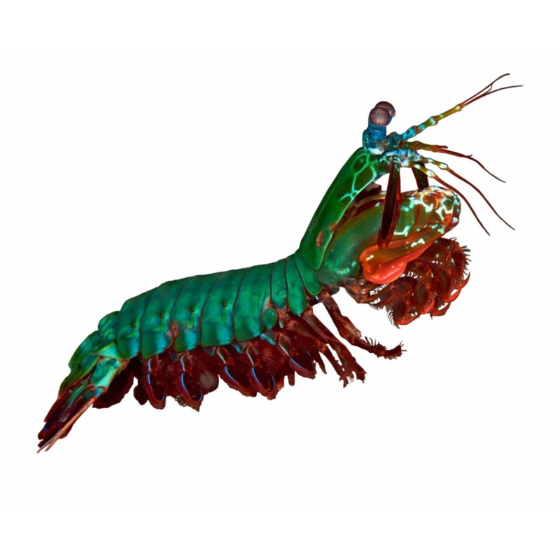 Peacock Mantis Shrimp