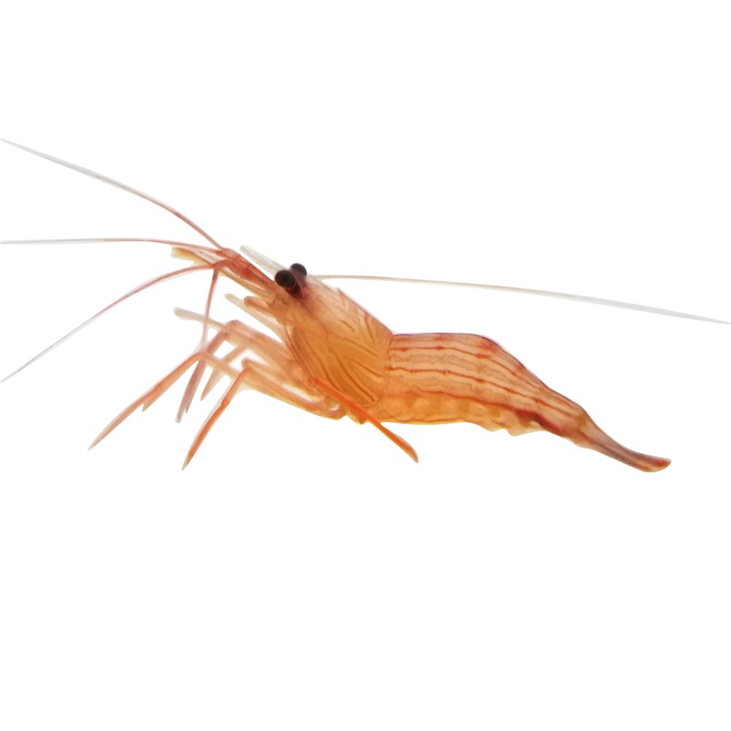 Peppermint Shrimp (arrived march 14 )