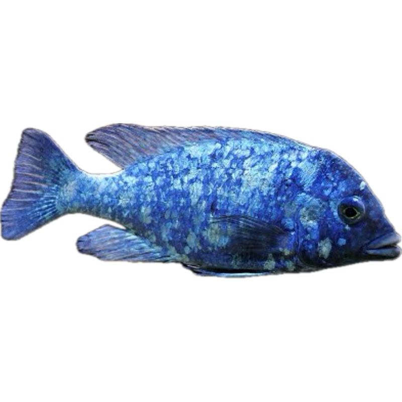 Placidochromis (phenochilus)