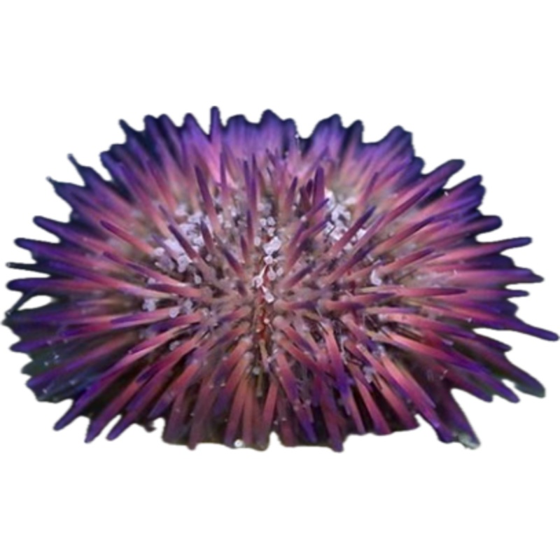 Purple Pin Cushion Urchin (Lytechinus variegatus) Lg